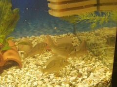 Геофагус и др аквариумные рыбки