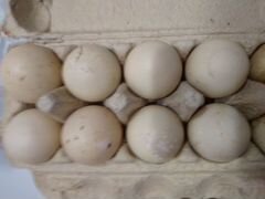 Яйца индоуток,Аракауна, Китайские шелковые