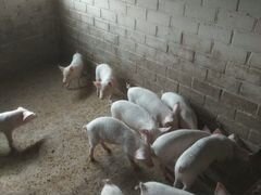 Свинюшки