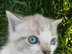 Котик с голубыми глазами в добрые руки