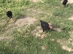 Бойцовые цыплята