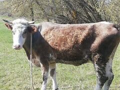 Корова бык