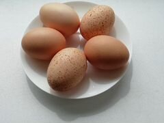 Инкубационное яйцо Билефельдер
