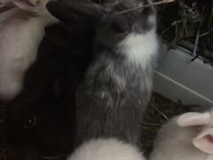 Карликовые/декоративные кролики