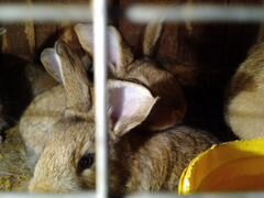 Кролики Ризены