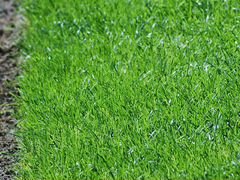 Трава скошенная газонная