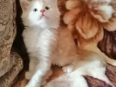 Очаровательные котята породы Мейн Кун