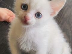 Чисто белый, голубоглазый котик