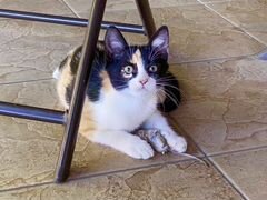 Котенок Кошка-мышеловка
