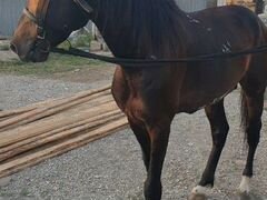 Продаётся лошадь, Англо - Карачаевская