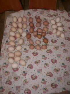 Куры, Индюки, Перепела. Инкубационные яйца
