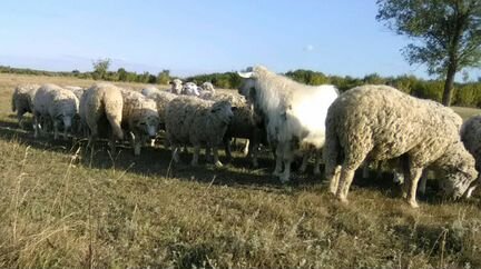 Продаю овец, ярок, баранов Куйбышевской породы