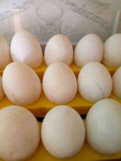 Утиные инкубационные яйца