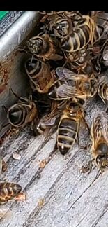 Пчелинные семьи матки