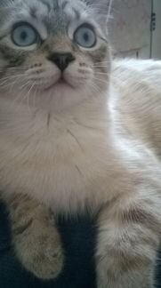 Кот невской маскарадной породы 8 месяцев