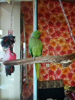 Торговый попугай ищет самку