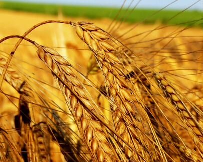 Пшеница в мешках 2019