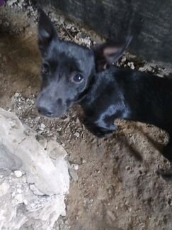 Найдена собака в районе улица Кирова