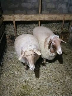 Овцы беременные 2 шт