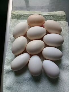 Гусиное яйцо породы Линда