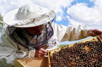 Сильные здоровые пчелосемьи