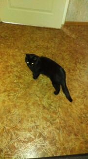 Чёрный кот, 2 года