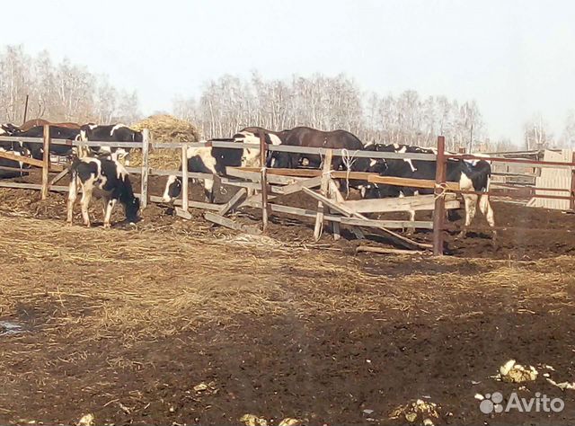 Навоз, перегной в мешках.машиной