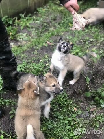 Западно сибирская лайка