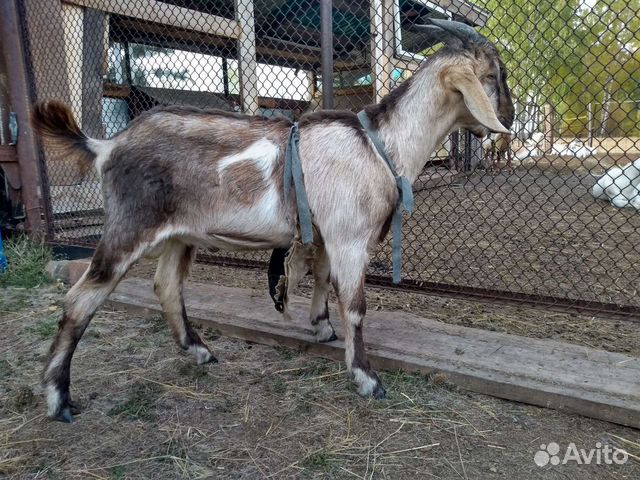 Козлик,козел нубийский