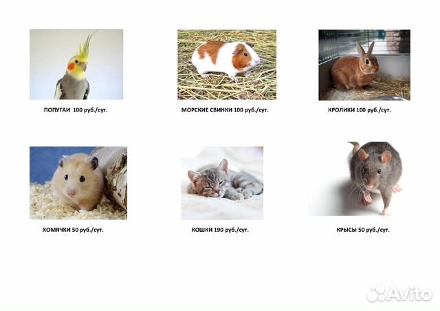 Передержка животных