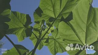 Растения для сада