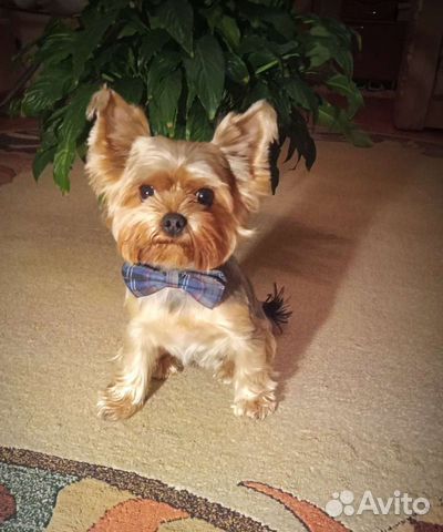 Для вязки Йоркширский терьер