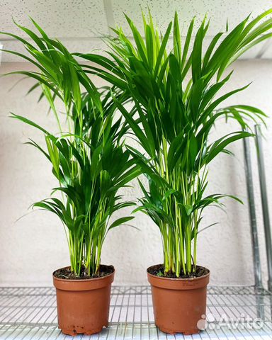 Пальма Арека (Дипсис) Хризалидокарпус