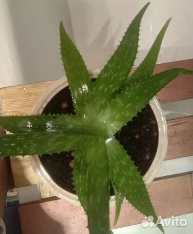 Алоэ вера Цветок