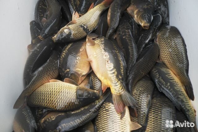 Живая рыба оптом