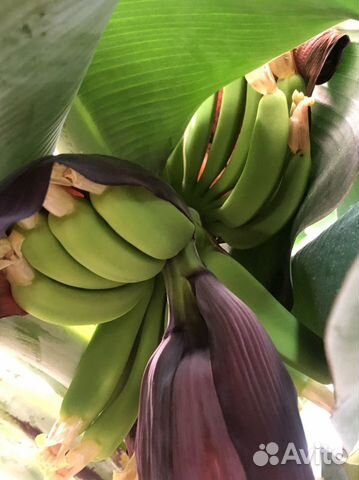 Банан киевский карлик взрослый 3 года, плодоносит