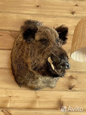 Чучело Кабана