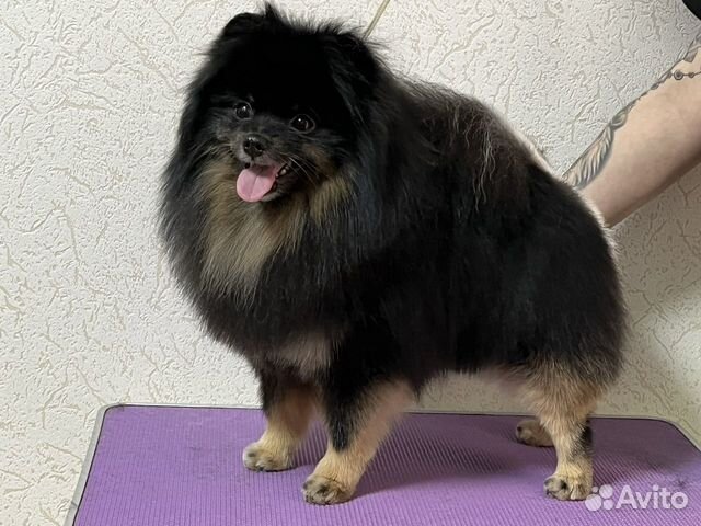 Грумер стрижка собак