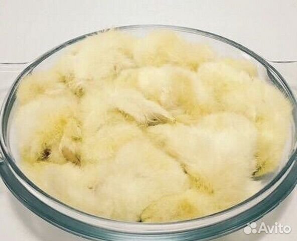 Суточные цыплята замороженные