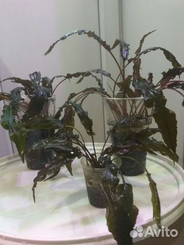 Аквариумная Криптокарина Вендта коричневая и др