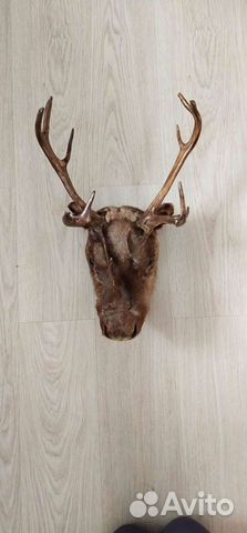 Чучело головы оленя