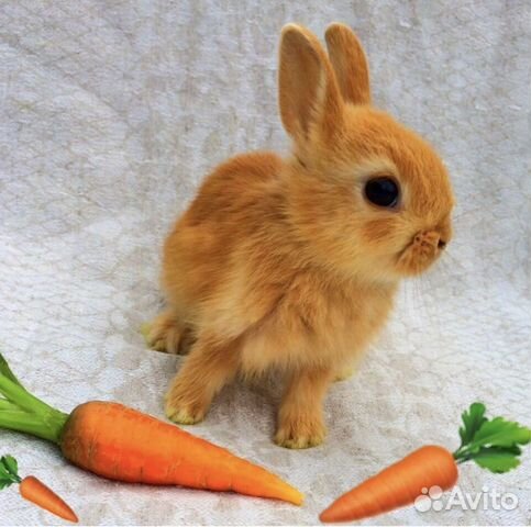 Царские кролики мини(настоящие карлики)