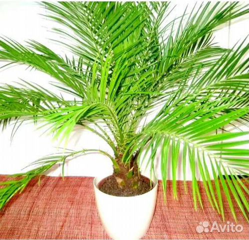 Финиковая пальма