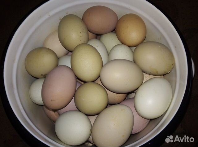 Яйцо куриное