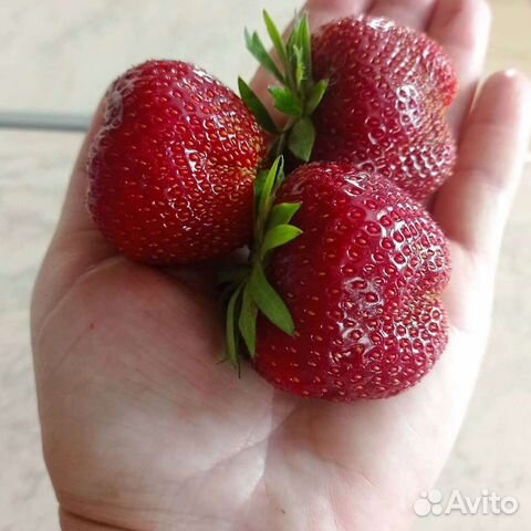 Клубника саженцы