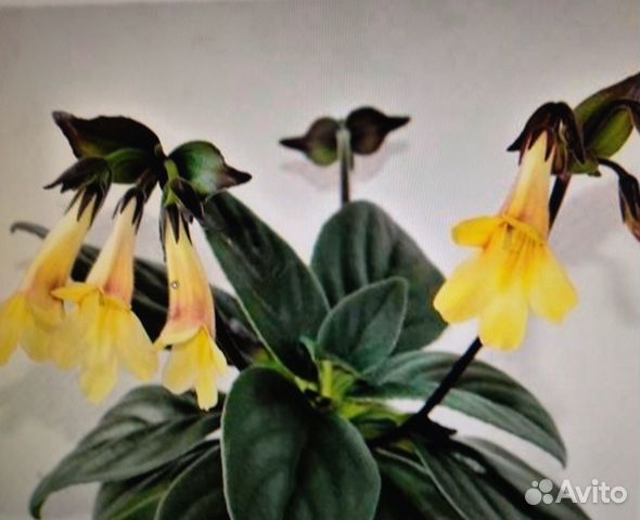 Примулины/хириты