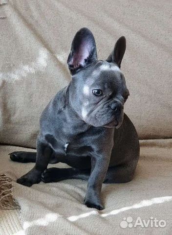 Французский бульдог голубой, лиловый мальчик щенки