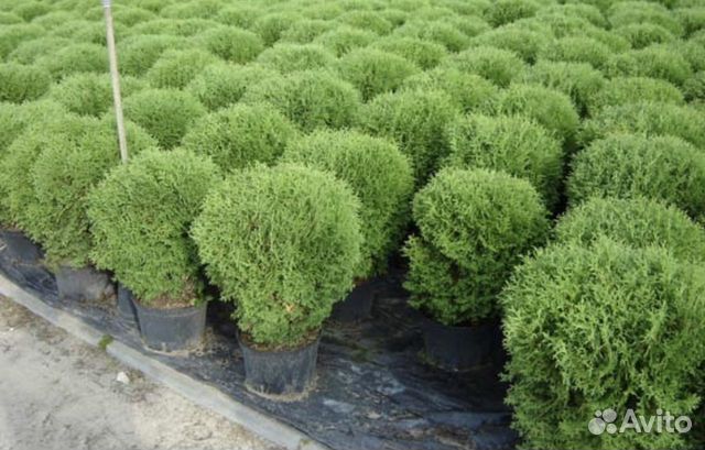 Туя шаровидная