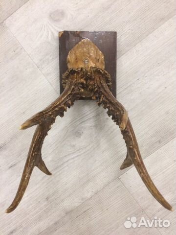 Рога косули