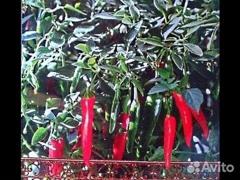 Перец растущий в открытом грунте. Как часто поливать горький перец. Перец декоративный комнатный алладин. Стручок горького перца. Перец на подоконнике.